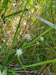 Eryngium integrifolium