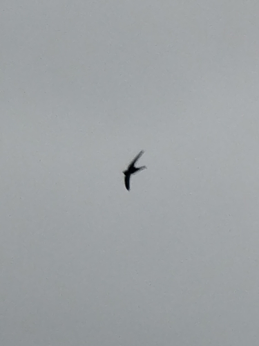 Plain Swift (Apus unicolor), photo 10