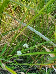Eryngium integrifolium