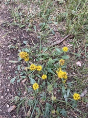 Solidago multiradiata