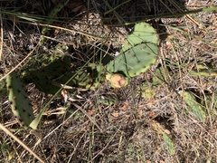 Opuntia macrorhiza