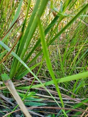 Eryngium integrifolium