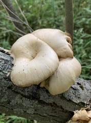Pleurotus populinus