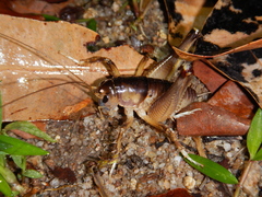 Penalva flavocalceata