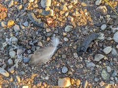 Lophodytes cucullatus