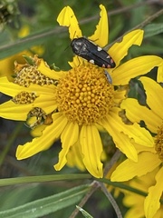 Acmaeodera amabilis