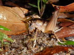 Penalva flavocalceata
