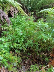 Cedronella canariensis