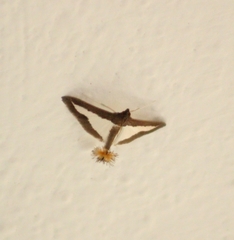 Diaphania