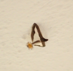 Diaphania