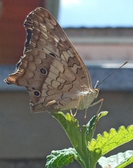 Anartia jatrophae