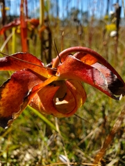 Sarracenia alata