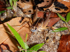 Penalva flavocalceata