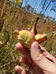 Sarracenia alata