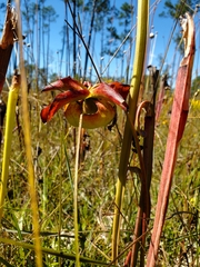 Sarracenia alata