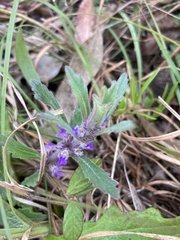 Ajuga australis