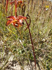 Sarracenia alata