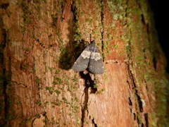 Hydrillodes lentalis