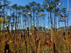 Sarracenia alata