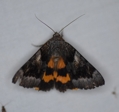 Catocala badia coelebs