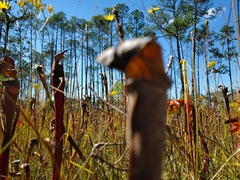 Sarracenia alata