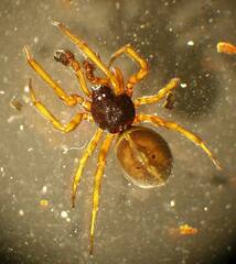 Steatoda bipunctata