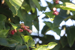 Clerodendrum longiflorum glabrum
