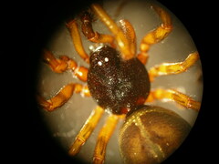 Steatoda bipunctata