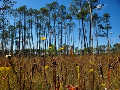 Sarracenia alata