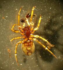 Steatoda bipunctata