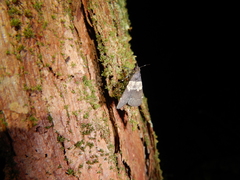 Hydrillodes lentalis