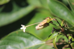 Clerodendrum longiflorum glabrum