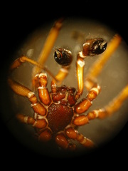 Steatoda bipunctata