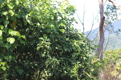 Clerodendrum longiflorum glabrum