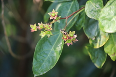 Clerodendrum longiflorum glabrum