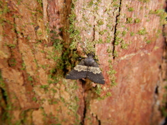 Hydrillodes lentalis