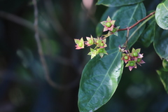 Clerodendrum longiflorum glabrum