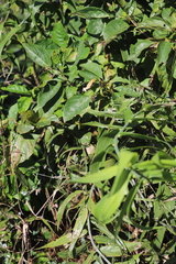Clerodendrum longiflorum glabrum