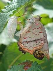 Anartia jatrophae