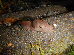 Fastosarion