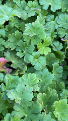 Geranium lucidum