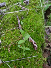 Cerastium brachypodum