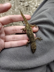 Hemidactylus garnotii