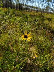 Helianthus heterophyllus