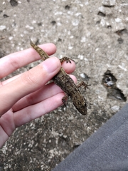 Hemidactylus garnotii