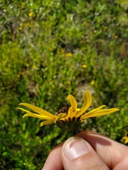 Helianthus heterophyllus