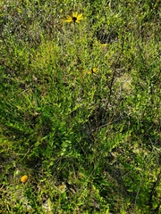 Helianthus heterophyllus