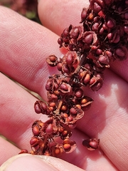Rumex sanguineus