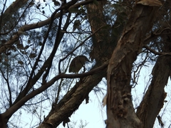 Nycticorax caledonicus