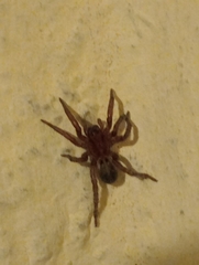 Arctosa personata